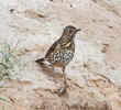 Song Thrush