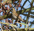 Song Thrush