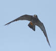 Sooty Falcon