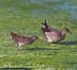 Spotted Crake (and immature Moorhen, right)