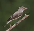 Spotted Flycatcher