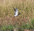 Spotted Redshank (Non - breeding)