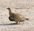 Spotted Sandgrouse (Female)