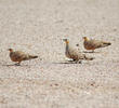 Spotted Sandgrouse (Males, OMAN)