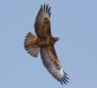 Steppe Buzzard