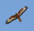 Steppe Buzzard