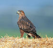 Steppe Buzzard