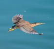 Striated Heron (Immature, UAE)