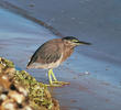 Striated Heron (UAE)