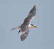 Swift Tern