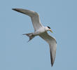 Swift Tern