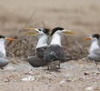 Swift Tern (Nesting colony with Lesser Crested Terns)