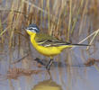 Sykes’s Wagtail (Male)