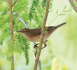 Sykes’s Warbler