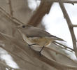 Taiga Flycatcher (2nd record, Dec 2013)