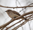Taiga Flycatcher (2nd record, Dec 2013)