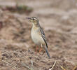 Tawny Pipit