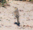 Tawny Pipit