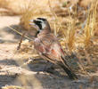 Temminck’s Lark (Male)