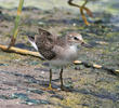 Temminck’s Stint (Early autumn)