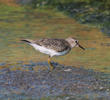 Temminck’s Stint (Early autumn)