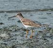 Terek Sandpiper 