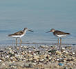 Terek Sandpiper 