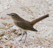 Thrush Nightingale