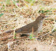 Thrush Nightingale