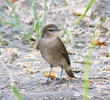 Thrush Nightingale