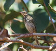 Tree Pipit (Non-breeding plumage)