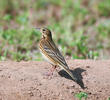 Tree Pipit (Spring)