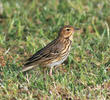 Tree Pipit (Spring)