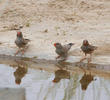 Trumpeter Finch