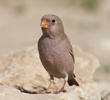 Trumpeter Finch