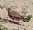 Trumpeter Finch