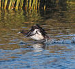 Tufted Duck (Male)