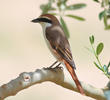 Turkestan Shrike (Male breeding plumage)