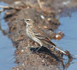 Water Pipit