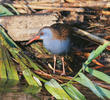 Water Rail