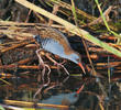 Water Rail