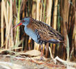 Water Rail