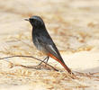 Western Black Redstart (Male)