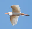 Western Cattle Egret