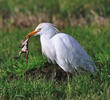 Western Cattle Egret