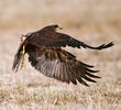 Western Marsh Harrier (Immature)