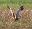 Western Marsh Harrier (Male)