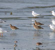 Whimbrels