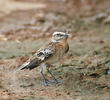 Whinchat (Male non-breeding)