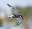 Whiskered Tern